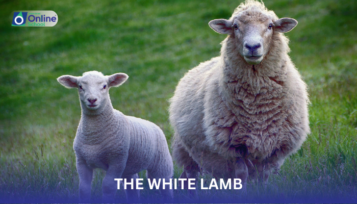 Lesson 14: The White Lamb Comprehension (B)